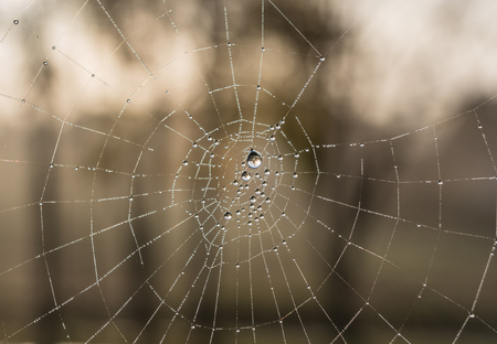 The dewdrops on a spiderweb at morning .の写真素材