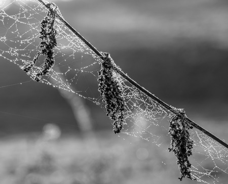 The dried plant in a spiderweb .の写真素材