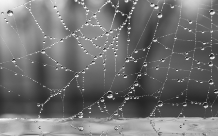 The dewdrops on a spiderweb at morning .の写真素材
