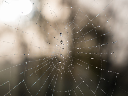 The dewdrops on a spiderweb at morning .の写真素材