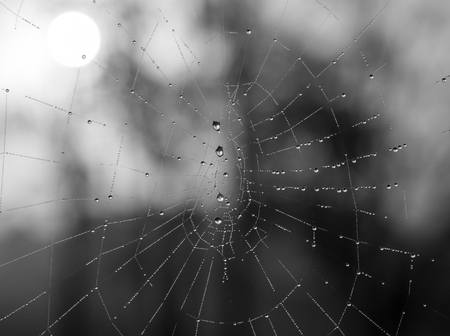 The dewdrops on a spiderweb at morning .の写真素材