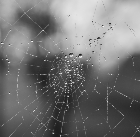 The dewdrops on a spiderweb at morning .の写真素材