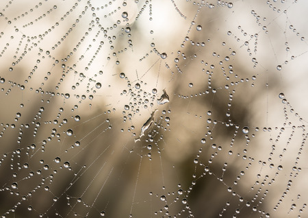 The dewdrops on a spiderweb at morning .の写真素材