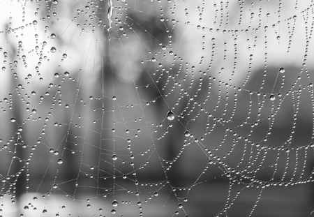 The dewdrops on a spiderweb at morning .の写真素材