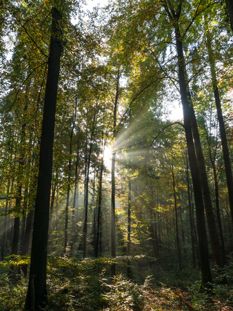 The sunbeams in a forest at morning .の写真素材