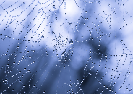 The dewdrops on a spiderweb at morning .の写真素材