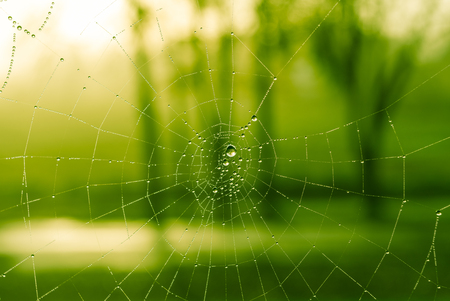 The dewdrops on a spiderweb at morning .の写真素材