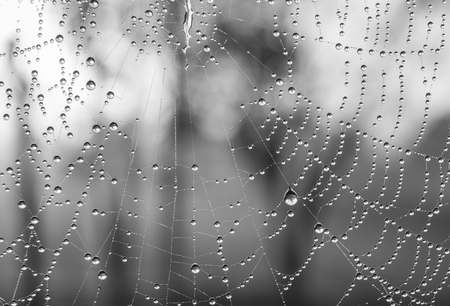 The dewdrops on a spiderweb at morning .の写真素材