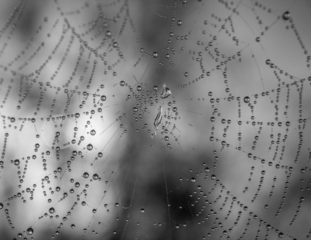 The dewdrops on a spiderweb at morning .の写真素材