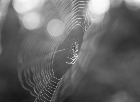 The spider on spiderweb in forest .の写真素材
