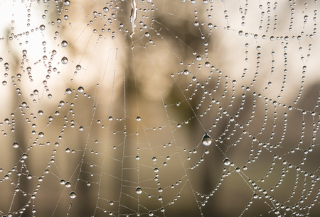 The dewdrops on a spiderweb at morning .の写真素材