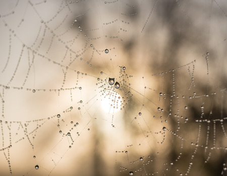 The dewdrops on a spiderweb at morning .の写真素材