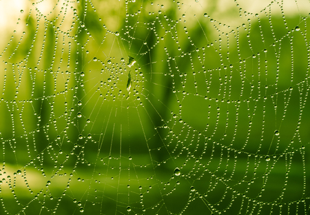 The dewdrops on a spiderweb at morning .の写真素材