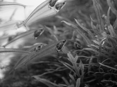 The  asian glass catfish in an aquarium .の写真素材
