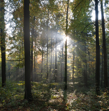 The sunbeams in a forest at morning .の写真素材