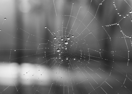 The dewdrops on a spiderweb at morning .の写真素材