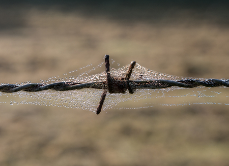 The rusty  barbed wire in a spiderweb .の写真素材