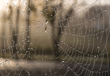 The dewdrops on a spiderweb at morning .の写真素材