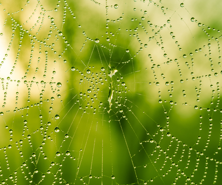 The dewdrops on a spiderweb at morning .の写真素材