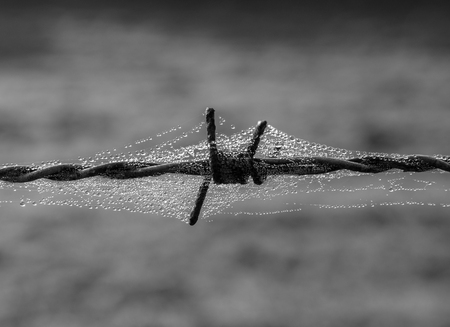 The rusty  barbed wire in a spiderweb .の写真素材