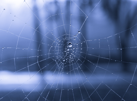 The dewdrops on a spiderweb at morning .の写真素材