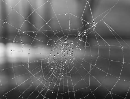 The dewdrops on a spiderweb at morning .の写真素材