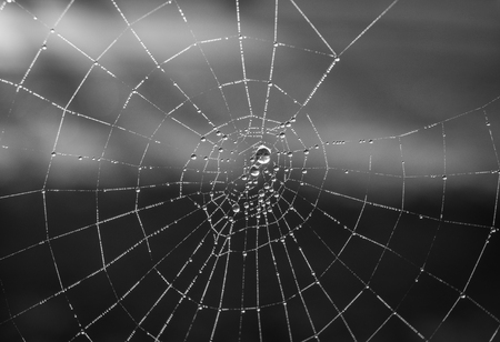 The dewdrops on a spiderweb at morning .の写真素材