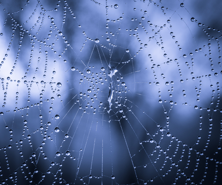 The dewdrops on a spiderweb at morning .の写真素材
