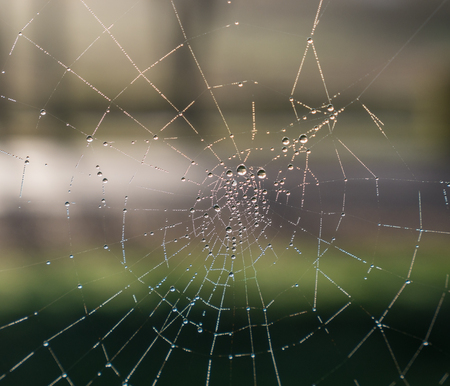 The dewdrops on a spiderweb at morning .の写真素材
