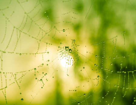 The dewdrops on a spiderweb at morning .の写真素材