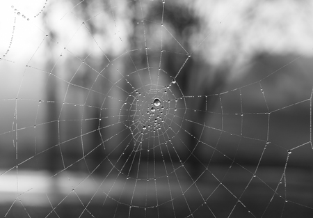 The dewdrops on a spiderweb at morning .の写真素材