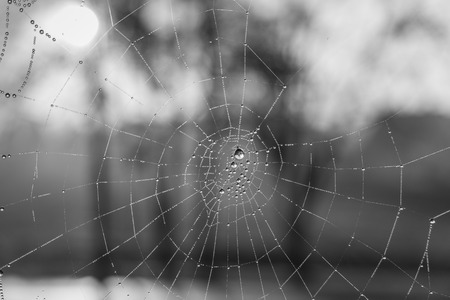 The dewdrops on a spiderweb at morning .の写真素材