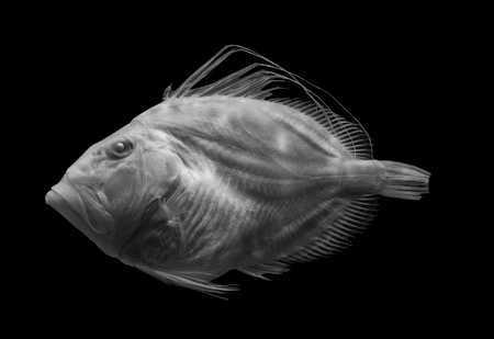 fish on black background, isolated .