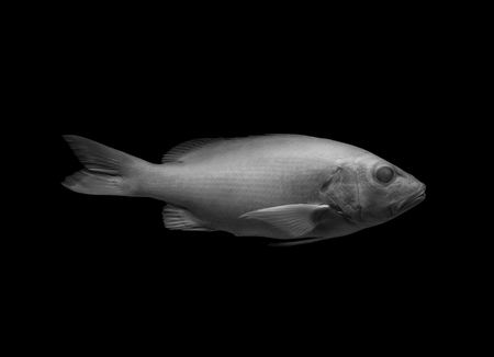 fish on black background, isolated .の写真素材