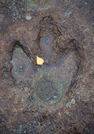 The footprints of dinosaur on a stone .の写真素材