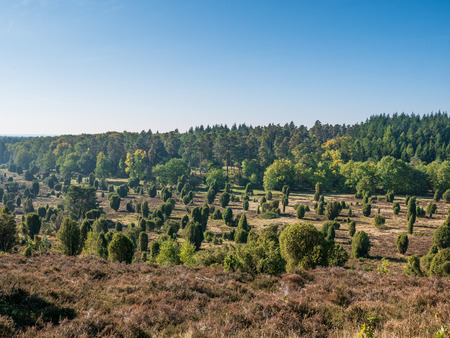 Landscape of Lueneburg Heath in sunlight, Germany .の写真素材