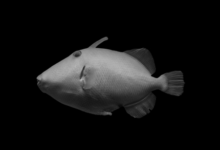 fish on black background, isolated .の写真素材