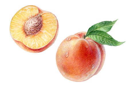 Peaches with green leaves and drops, watercolor illustrationの写真素材