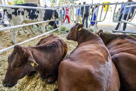 Thoroughbred breeding cows on the farm.のeditorial素材