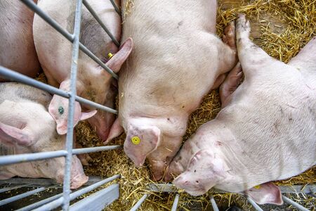 Pigs are sleeping in a barn on a farm.のeditorial素材