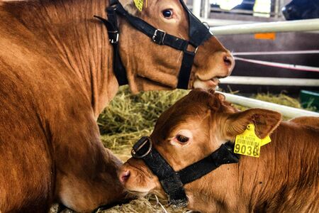 Thoroughbred breeding cows on the farm.のeditorial素材