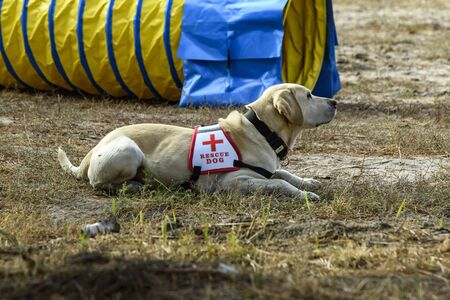 Ukrainian rescuer with their rescue dog during the tactical-special drills of the Ministry of Internal Affairs on the shooting range in the village of Stare, Ukraine, 30 September 2019.のeditorial素材