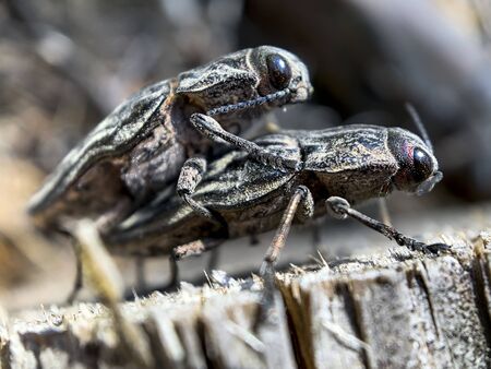 Two Beetles Chalcophora mariana or Flatheaded pine borer, a common European Jewel beetle, dwelling...