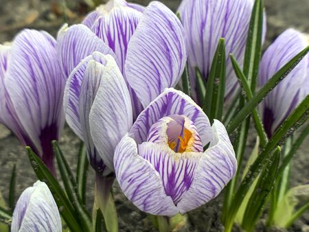 Beautiful crocuses in early spring garden. Selective focus.の写真素材