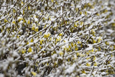 Bushes forsythia flowers covered with snow. Ukraine.の写真素材