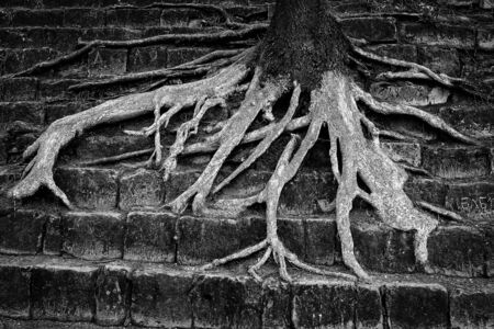 Old tree roots on stone stairs.の写真素材