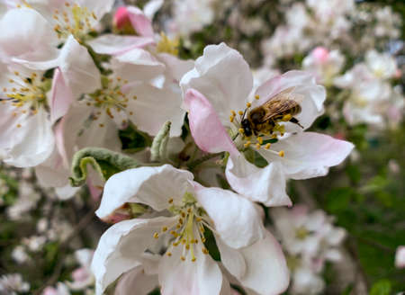 Bee collects honey pollen on a lush apple blossom. Macro photo.の写真素材