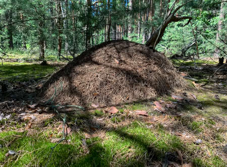 Large forest anthill with wild ants in summer forest. Ukraine.の写真素材