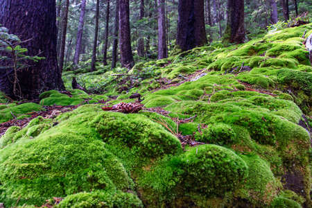 Fluffy bright green moss in a wild mountain forest. Carpathian mountains, Ukraine. High quality photoの写真素材