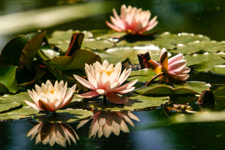 Light pink Star Lotus flower or a water lily Nymphaea nouchali or Nymphaea stellata with a mirror reflection in the water. High quality photoの写真素材
